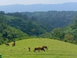 Mini Ranch Sapi Pasundan: Konservasi Sapi dan Wisata di Ciamis