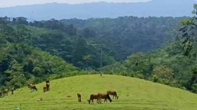 Mini Ranch Sapi Pasundan: Konservasi Sapi dan Wisata di Ciamis