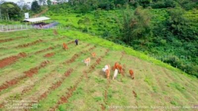 Mini Ranch Sapi Pasundan Cibeureum-Sukamantri/foto: dok. disnakan ciamis