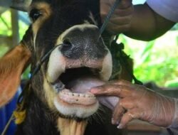 Strategi Disnakkan Ciamis Cegah PMK, Vaksinasi hingga Biosekuriti