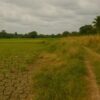 Sawah Menyusut di Cisaga, Krisis Air Tak Kunjung Usai