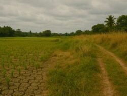 Sawah Menyusut di Cisaga, Krisis Air Tak Kunjung Usai